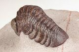 Red Austerops Trilobite - Hmar Laghdad, Morocco #204164-5